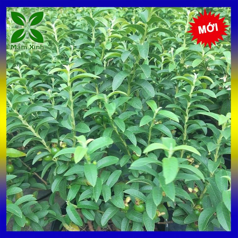 Cây ổi nhật - cây ổi sẻ - cây ổi lá kim mầm xinh