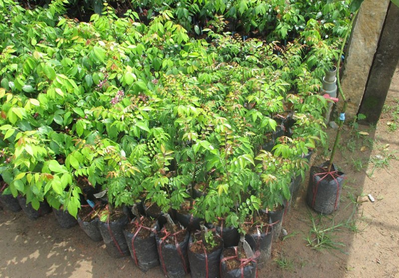 CÂY GIỐNG CÂY KHẾ CHUA, QUẢ SỚM, SIÊU QUẢ