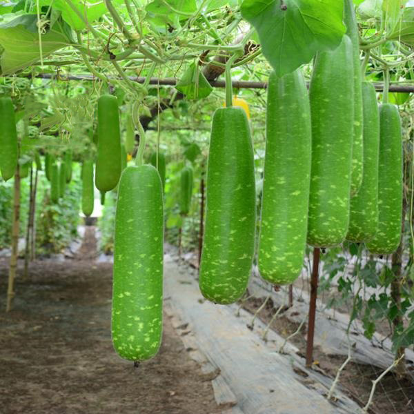 Hạt giống Bầu Sao F1 trái suôn dài năng suất cao PSV155 | Phởms Market