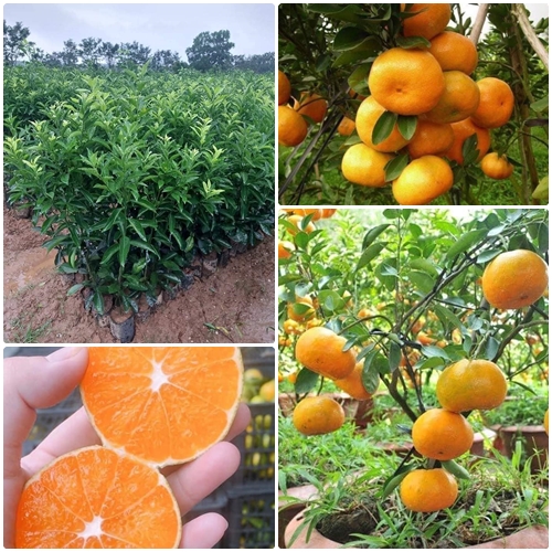 Cây giống quýt ngọt thái lan không hạt
