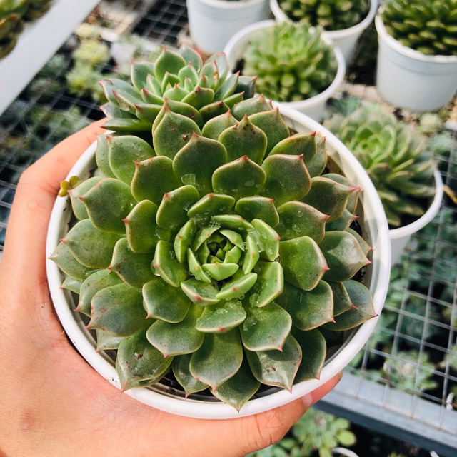 Sen đá RUBY DẸP (sz trung 10cm)