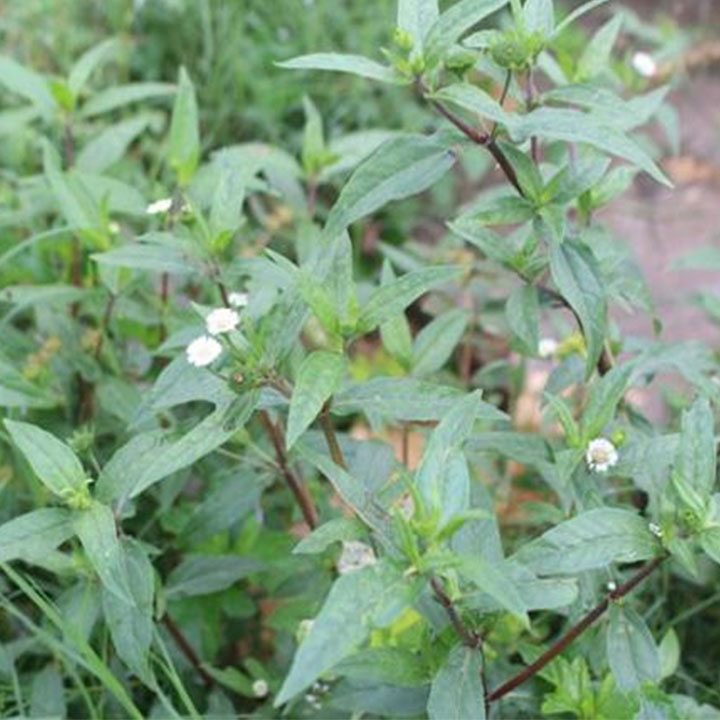 Cây nhọ nồi khô 1kg