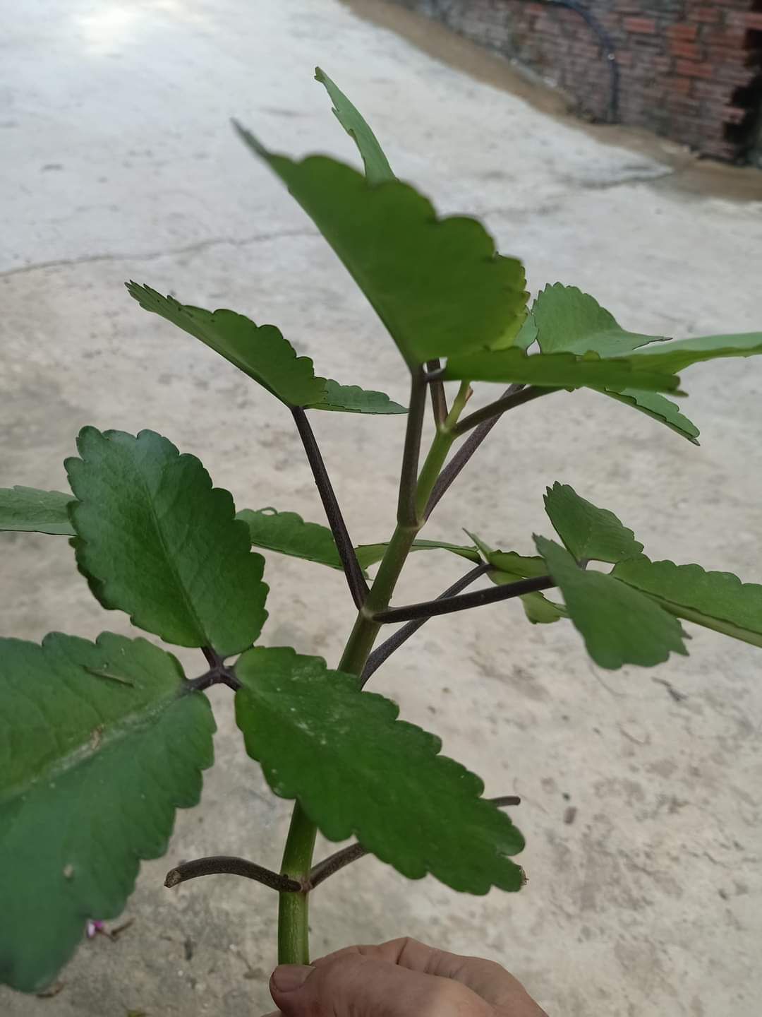 Cây sống đời núi combo5 cây