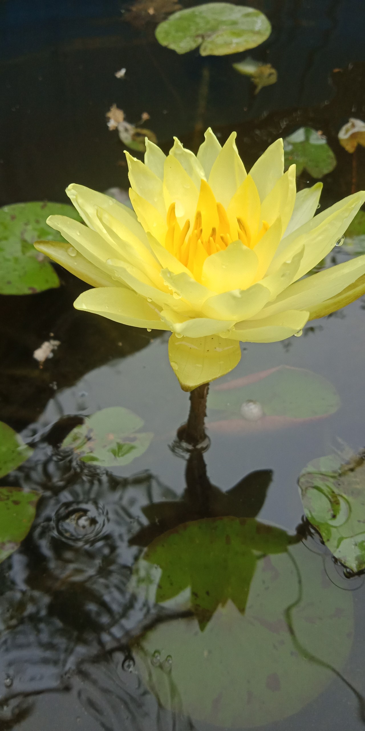 CÂY HOA SÚNG THÁI MÀU VÀNG