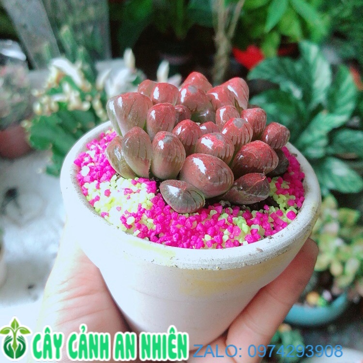 [HCM]Chậu Cây Kim Cương Copi Màu Đỏ