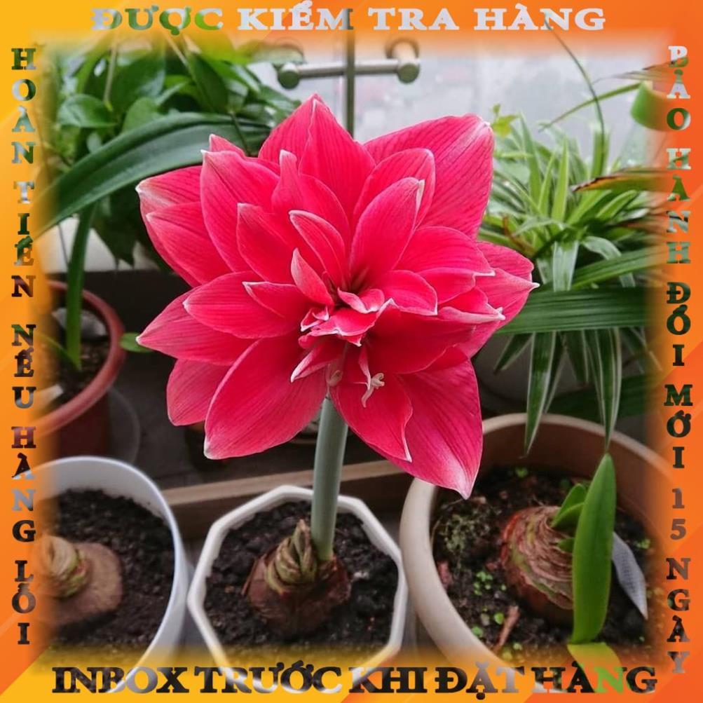CỦ HOA HUỆ TÂY CÁNH KÉP (MUA 5 TẶNG 2, MUA 10 TẶNG 6)