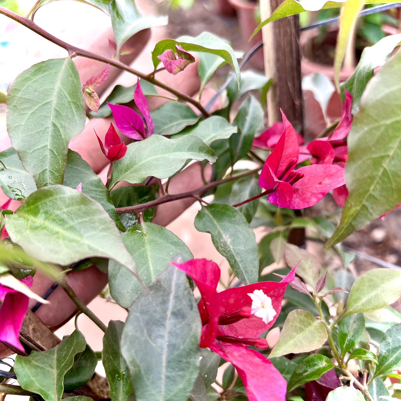 Cây hoa giấy tím lửa trưởng thành - Ruby lửa cao 70cm đang hoa