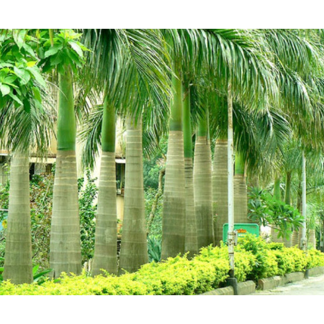 Cây giống cau vua (Cây đẹp được kiểm tra cây)