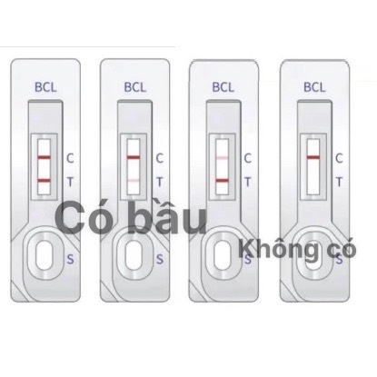 que thử thai trâu bò