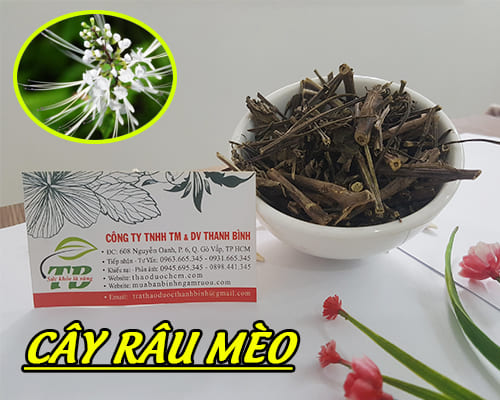 Cây Râu Mèo Khô 1KG - Dược Liệu Thanh Bình