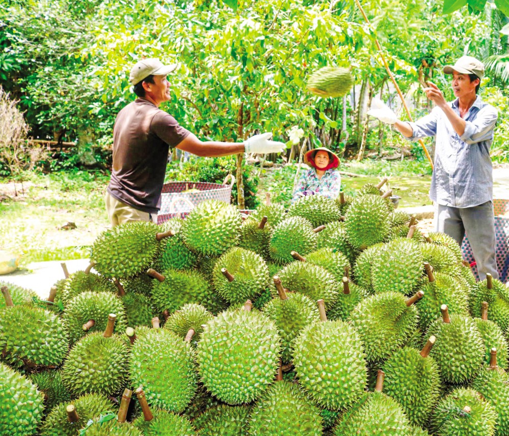 Cây giống Sầu Riêng Thái Lan. ( Dona ghép giống chuẩn)