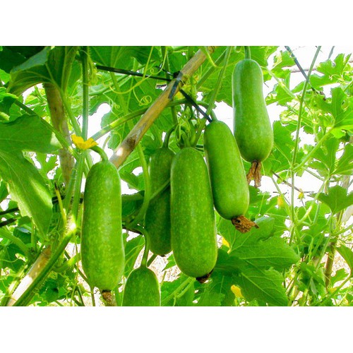 "Gói 10 Hạt " Hạt giống bí dao chanh lại F1