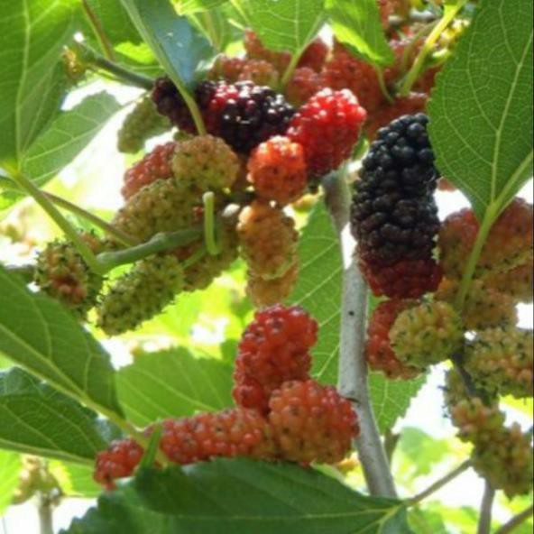 [FREESHIP - Xả Khô Máu] Cây Dâu Tầm Ăn Đang Có Trái