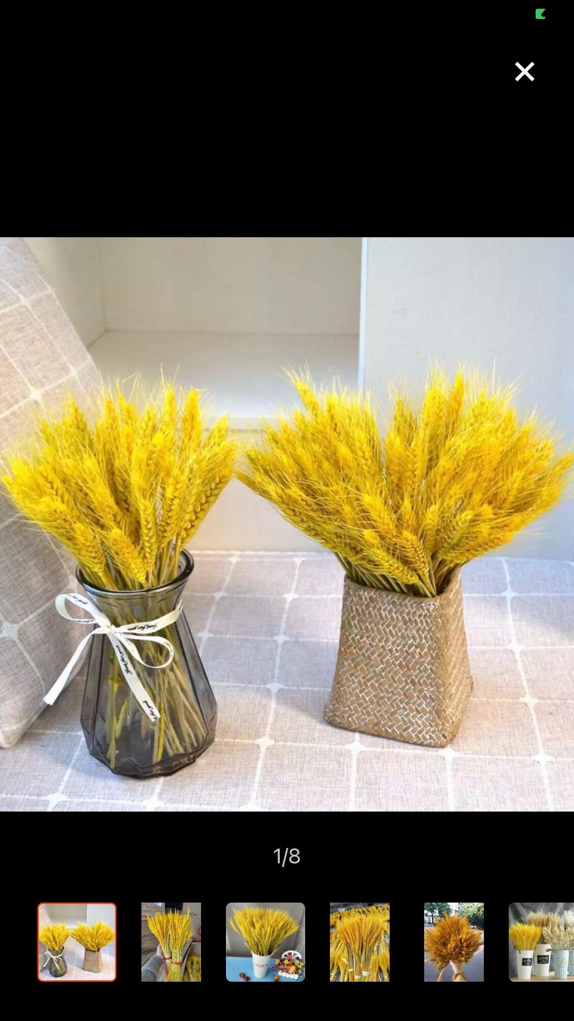 100 bông lúa mạch vàng decor trang trí Tết loại 1 ( hạnh phúc , ấm no, thịnh vượng )