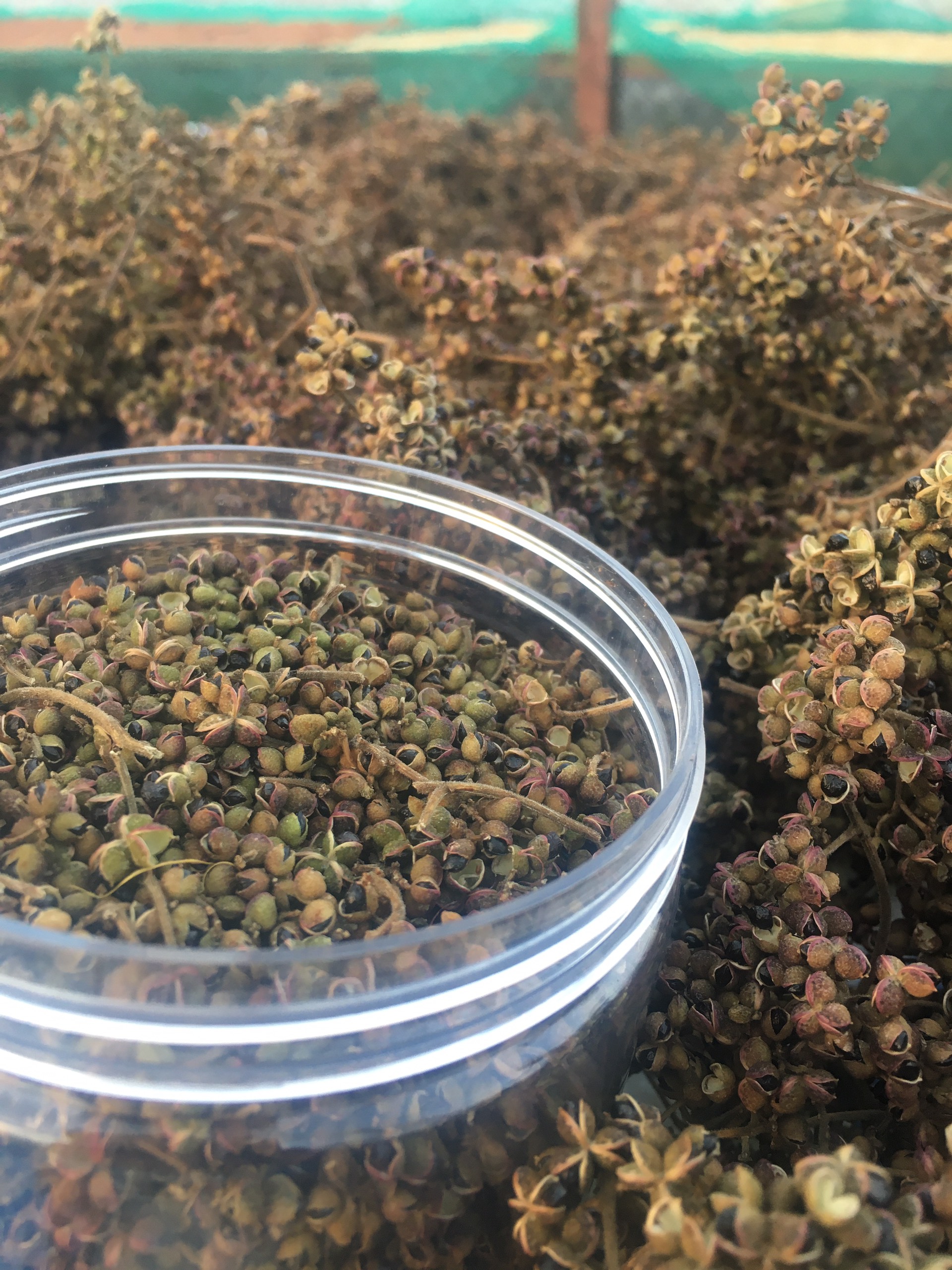 Mắc khén - gia vị ướp thực phẩm chiên nướng đặc sản Tây Bắc