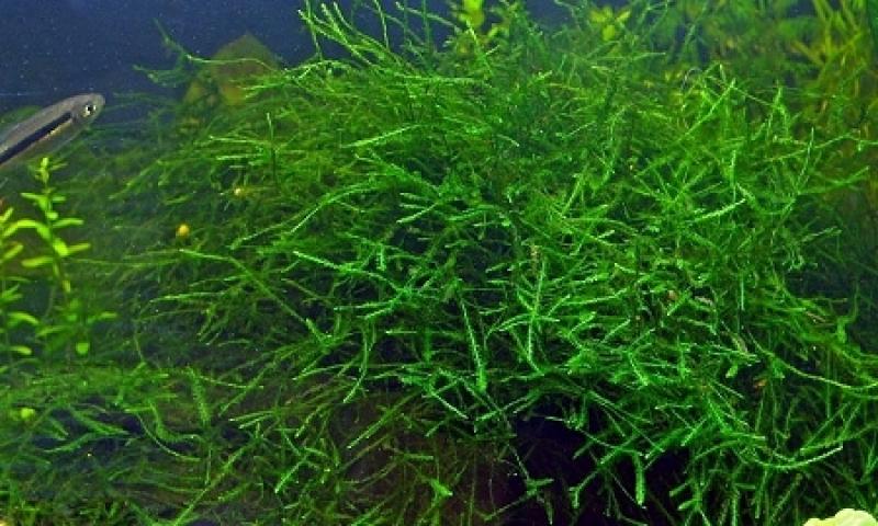 [Hoàn Tiền 10%] Rêu Java - Rêu Thủy Sinh