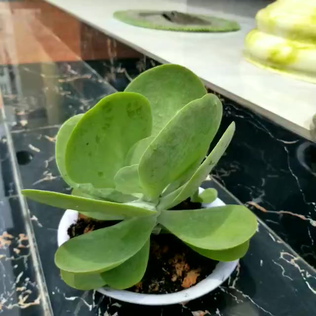 Sen đá cánh bướm rẻ bền (cánh bao đẹp)