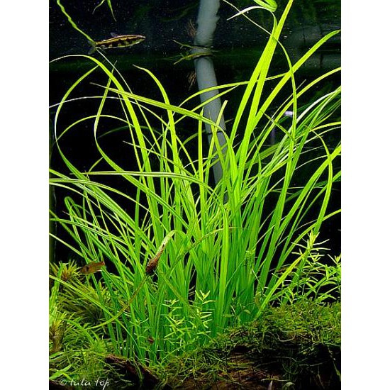 Cỏ Cọp -Thủy Sinh (25 Cây)