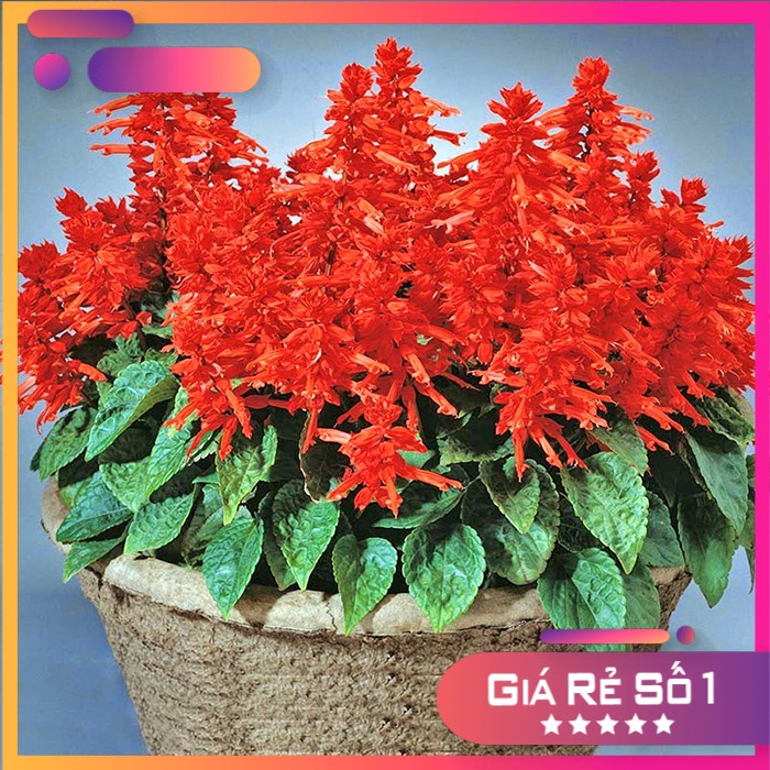 Hạt giống hoa xác pháo đỏ f1 nhập khẩu- 50h
