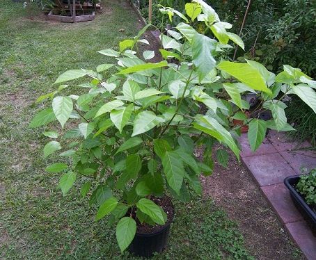 Hạt Giống Lá Cách Vọng Cách - 1 gói 20 hạt