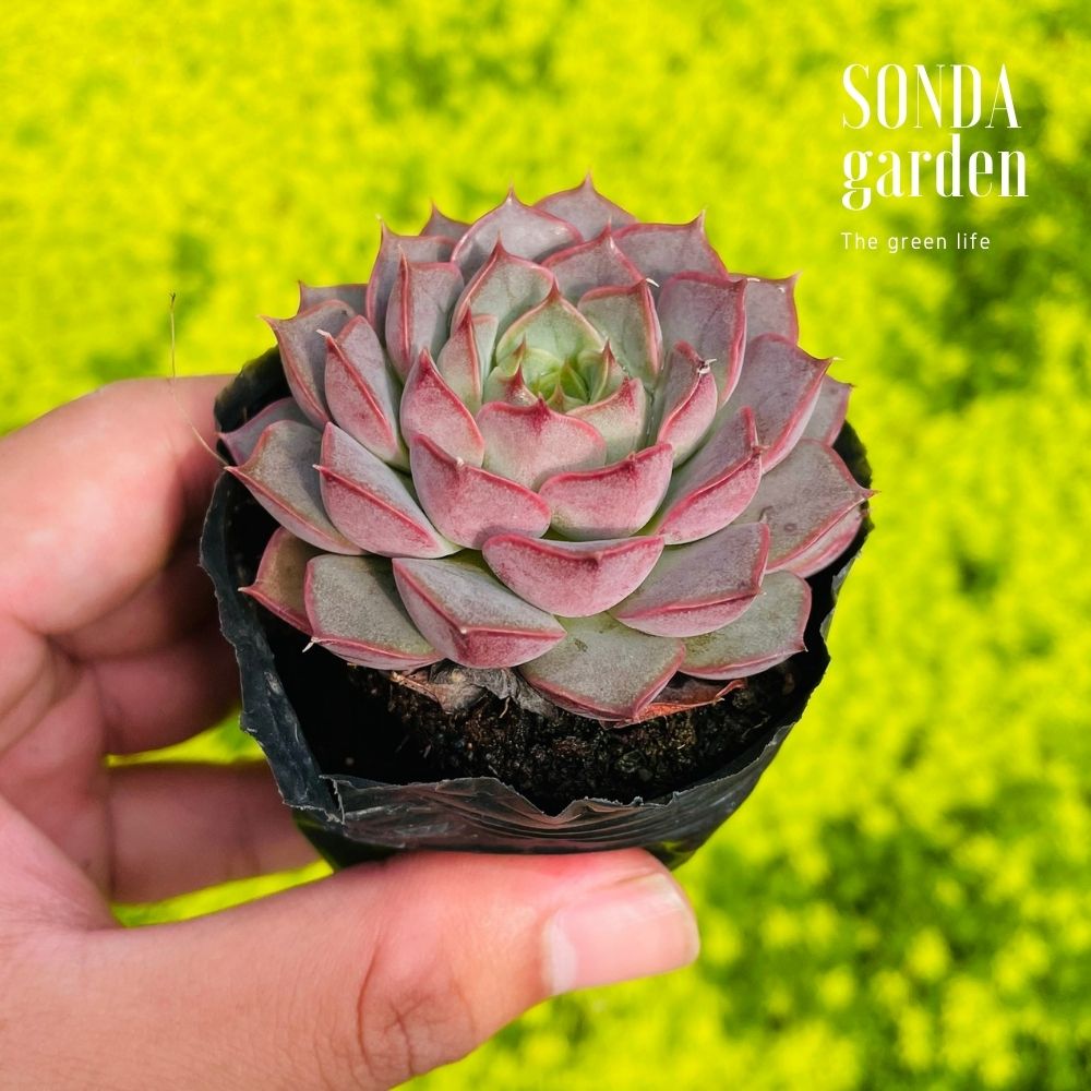 SEN ĐÁ HOA HỒNG ĐỎ SIZE BÉ KHỎE ĐẸP LỖI 1 ĐỔI 1