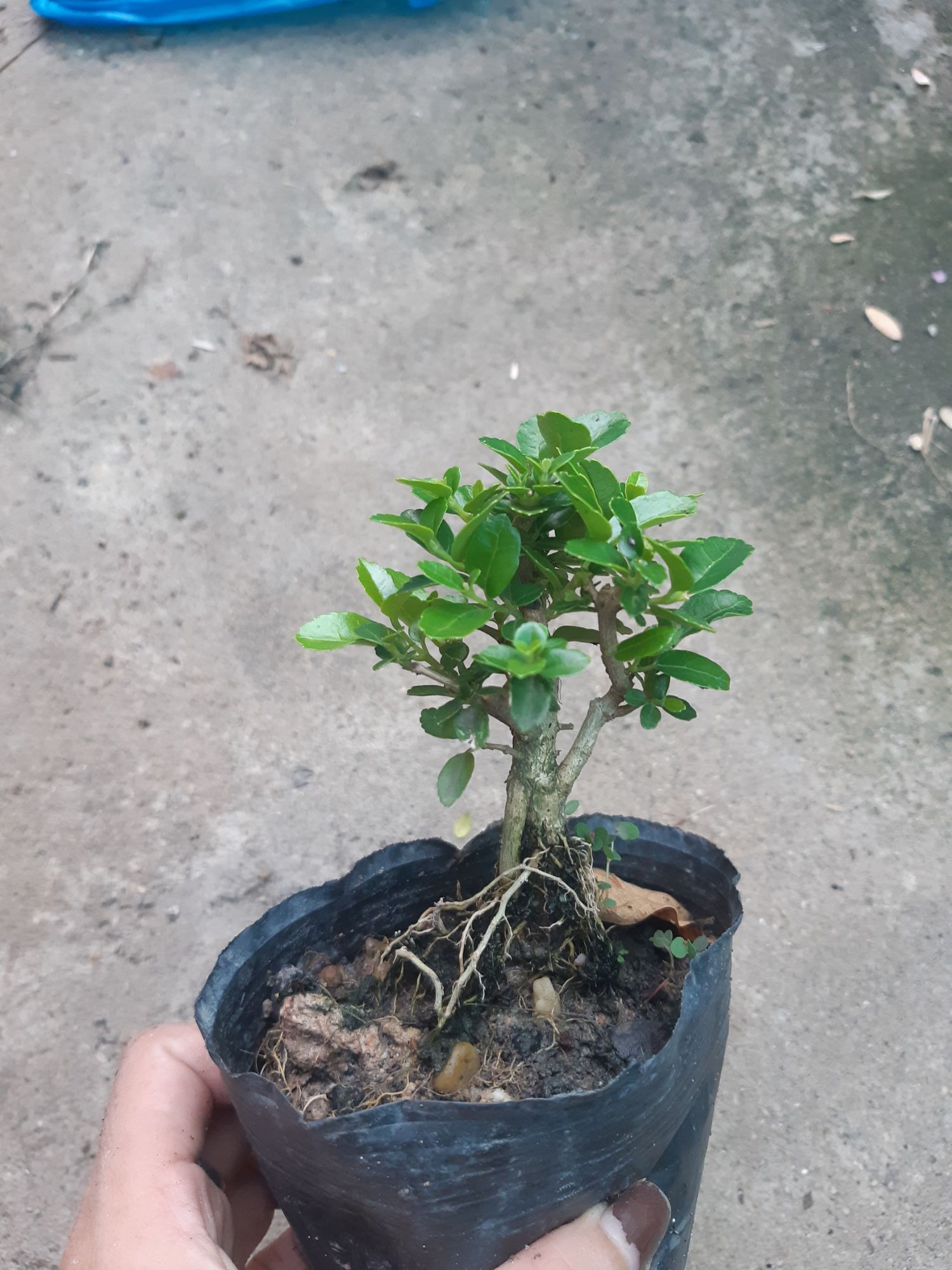 sam hương siêu mini
