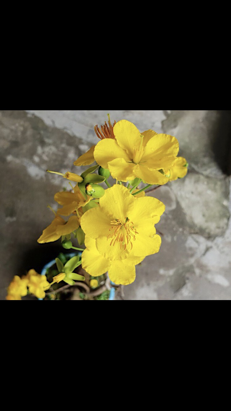 Cây quảng hương mộc mai (đọt xanh)