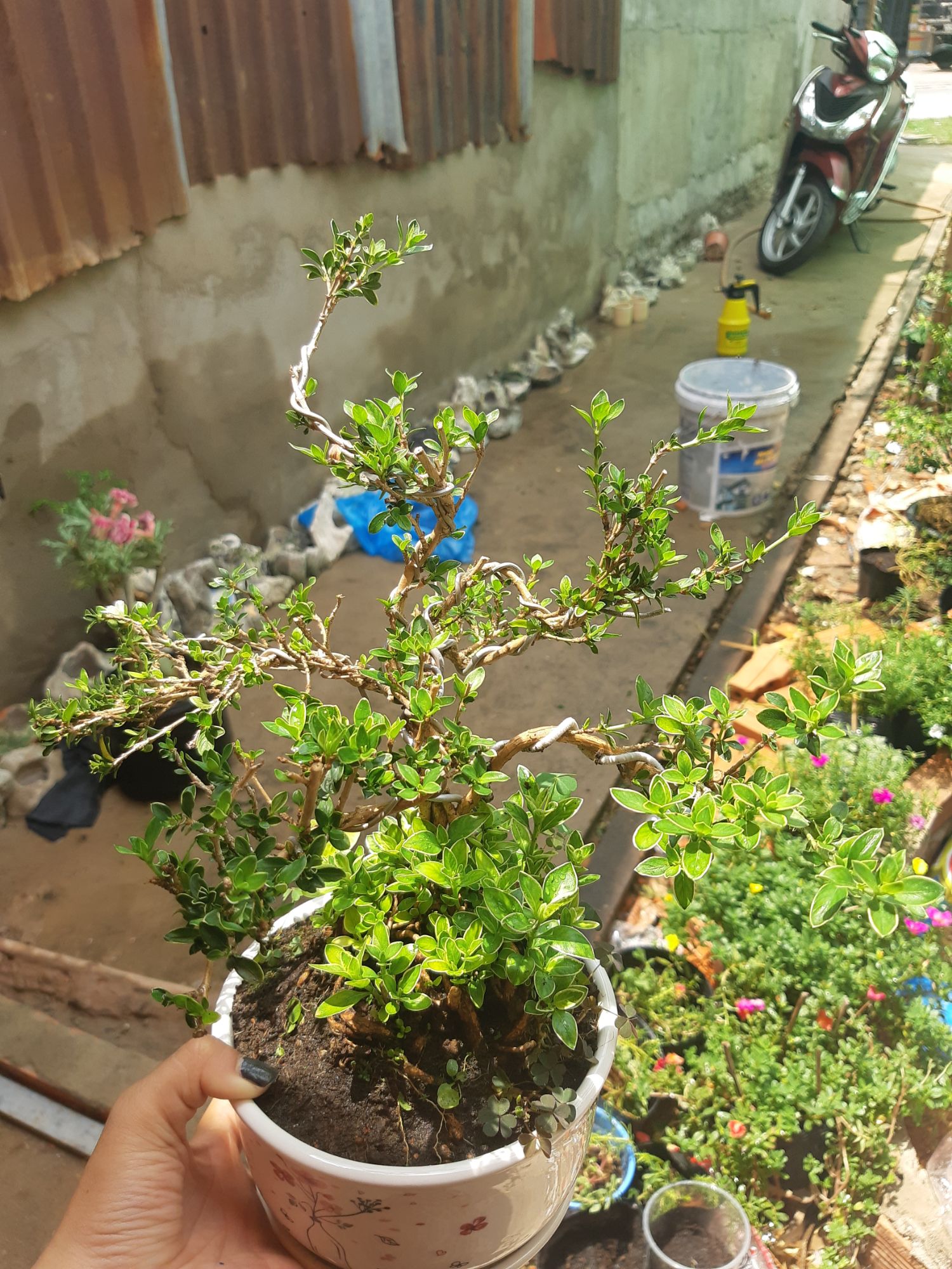 bạch tuyết mai bonsai DÁNGD ĐẸP