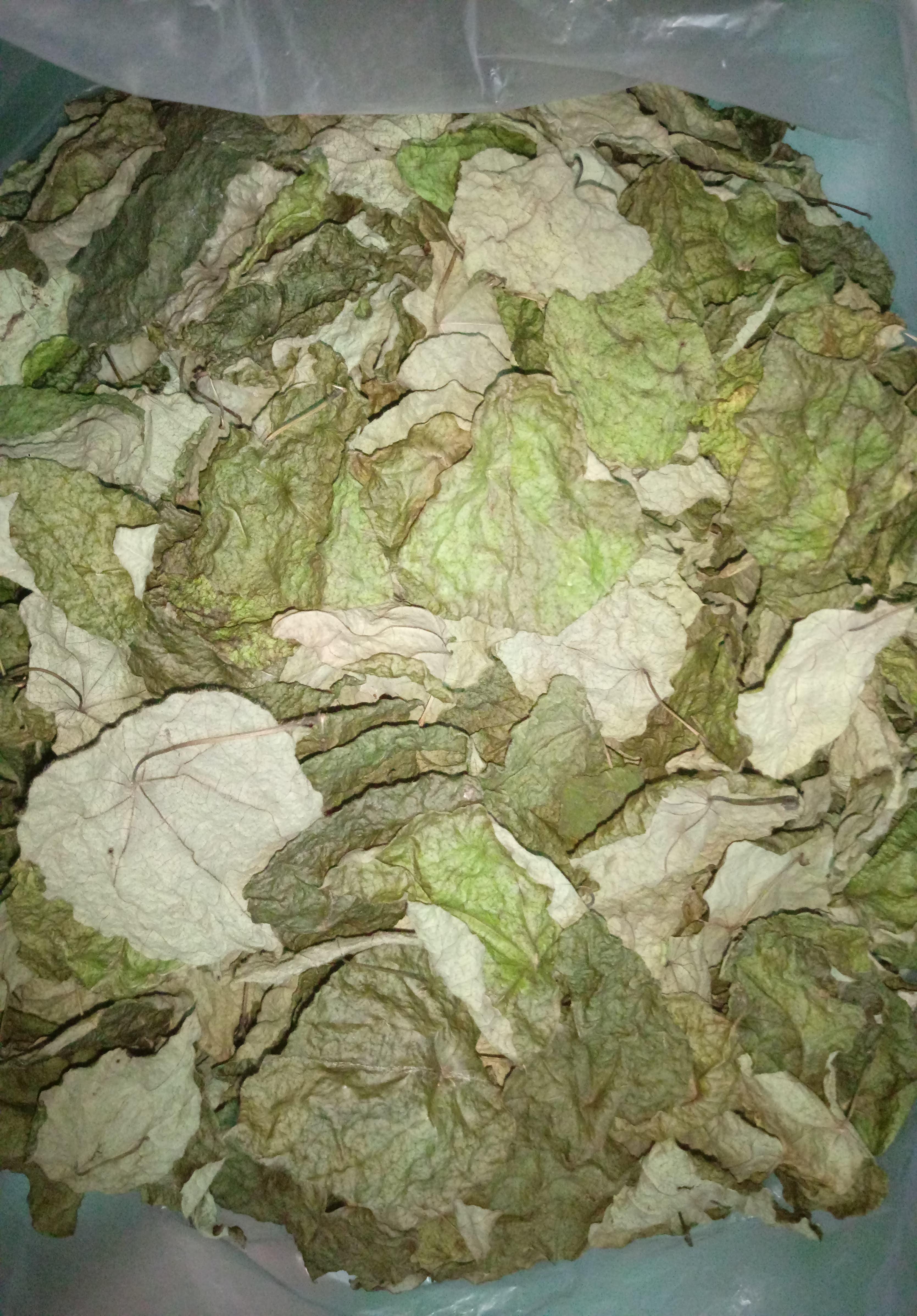 Lá sương sâm lông khô, 100g