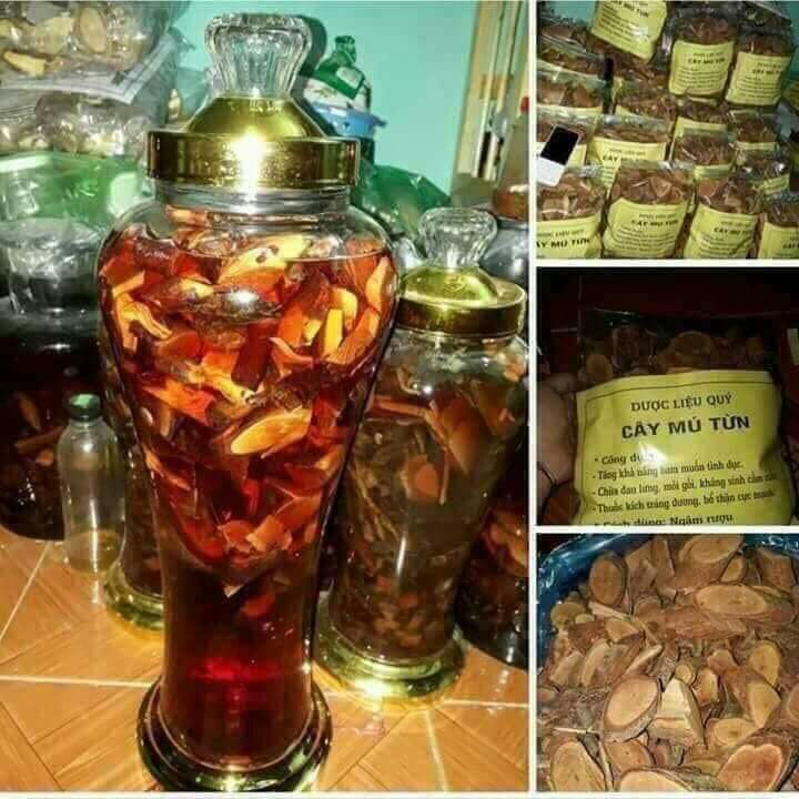 DƯỢC LIỆU  CÂY MÚ TỪN
