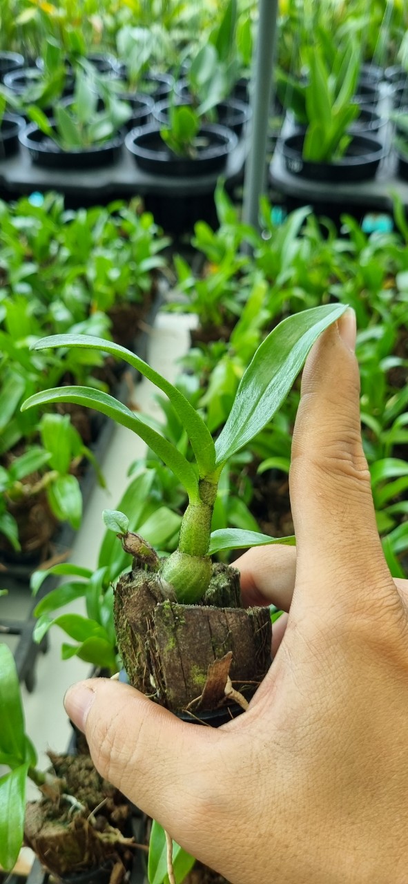 Hoa lan damary 3 lưỡi size cây giống cao 5-10cm