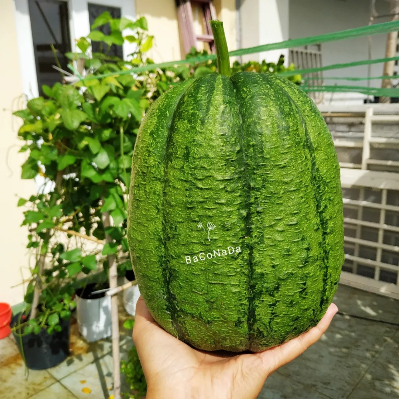 Hạt giống Mướp Táo Đài Loan