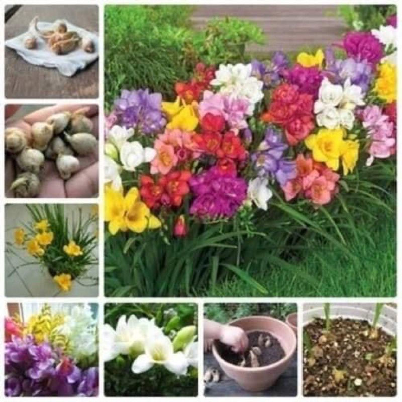 (rẻ vô địch) Địa lan Nam Phi chuẩn Tết