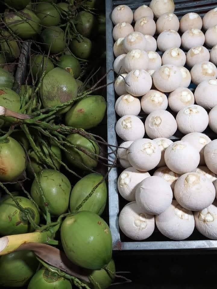 Dừa xiêm trọc Bến Tre
