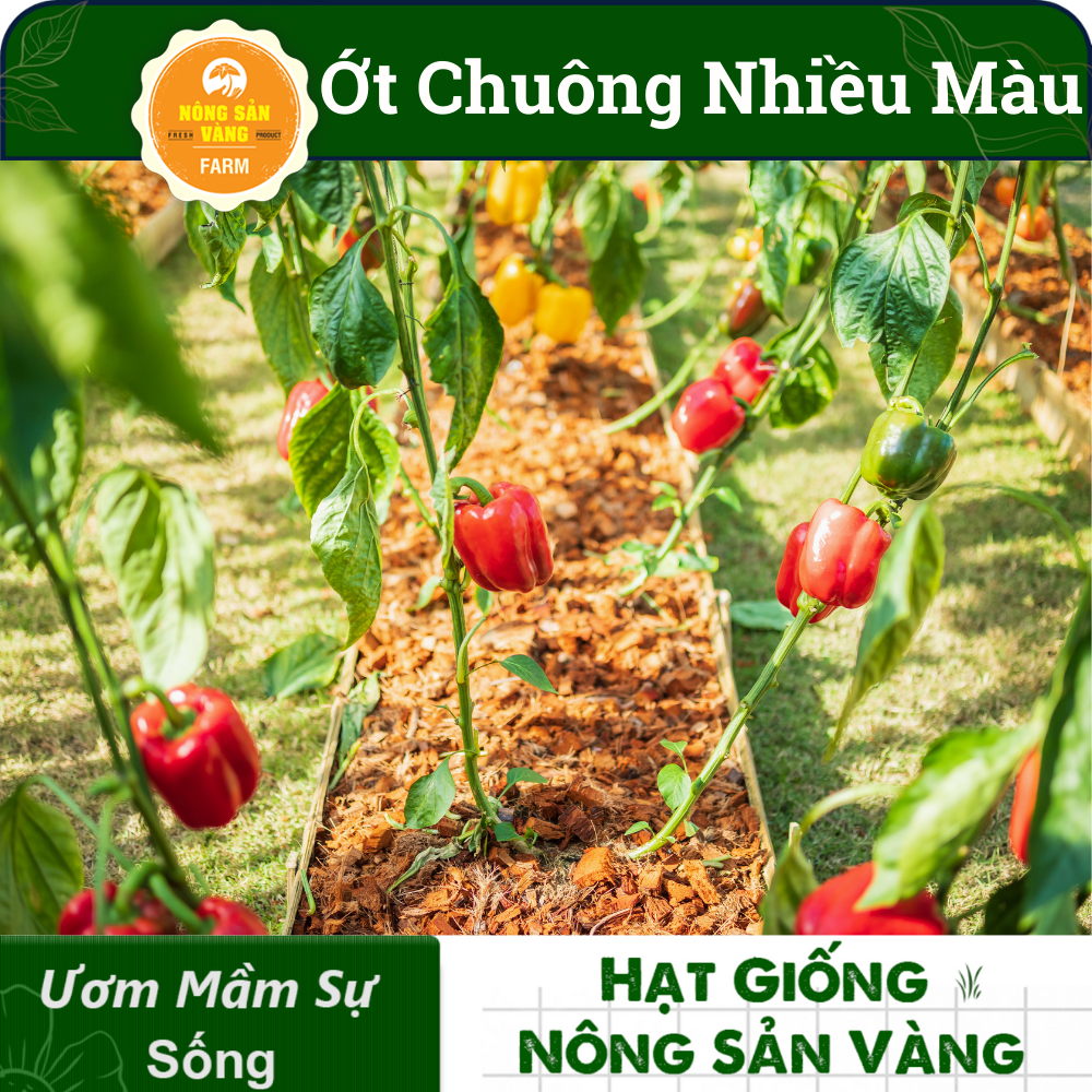 Hạt giống Ớt Chuông Nhiều Màu, Sinh Trưởng Và Phát Triển Khỏe, Năng Suất Cao (Gói 40 hạt) - Nông Sản Vàng