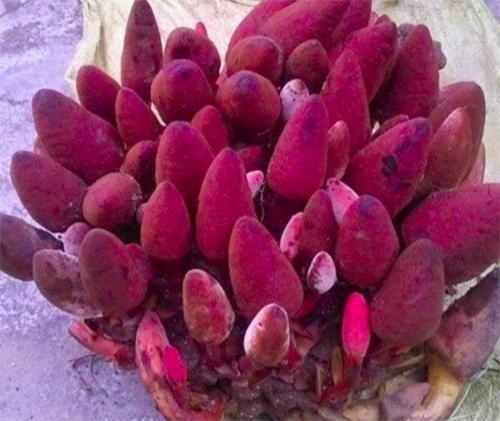 NẤM NGỌC CẨU CAO CẤP- 1KG