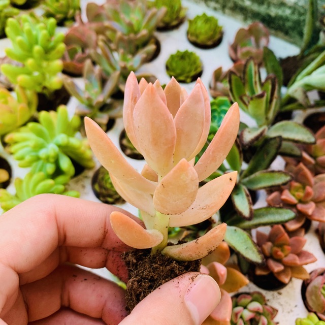 SEN ĐÁ ĐÁ ĐỎ SIZE MINI SIÊU KHOẺ ĐẸP LỖI 1 ĐỔI 1