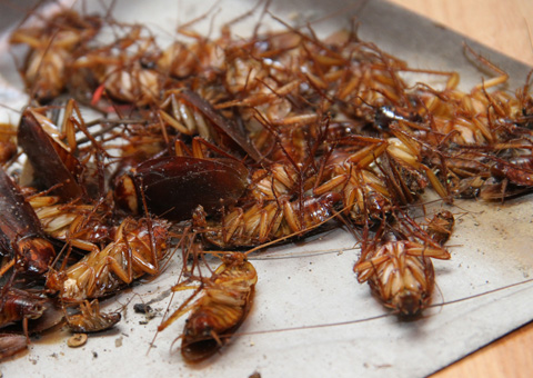 Thuốc diệt gián Combat Hàn Quốc hộp 6 bẫy