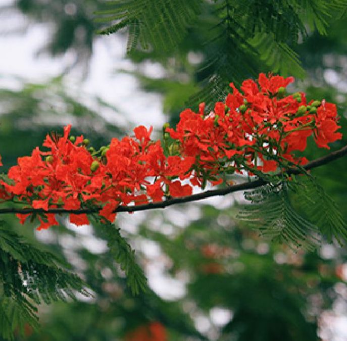 Hạt giống hoa phượng đỏ dể trồng/gói 5 hạt
