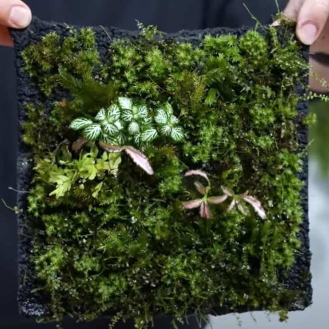 Vải giữ ẩm - Setup bán cạn, Terrarium, tường rêu