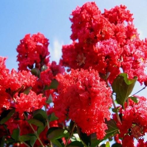 Tường vi bầu lớn - màu đỏ