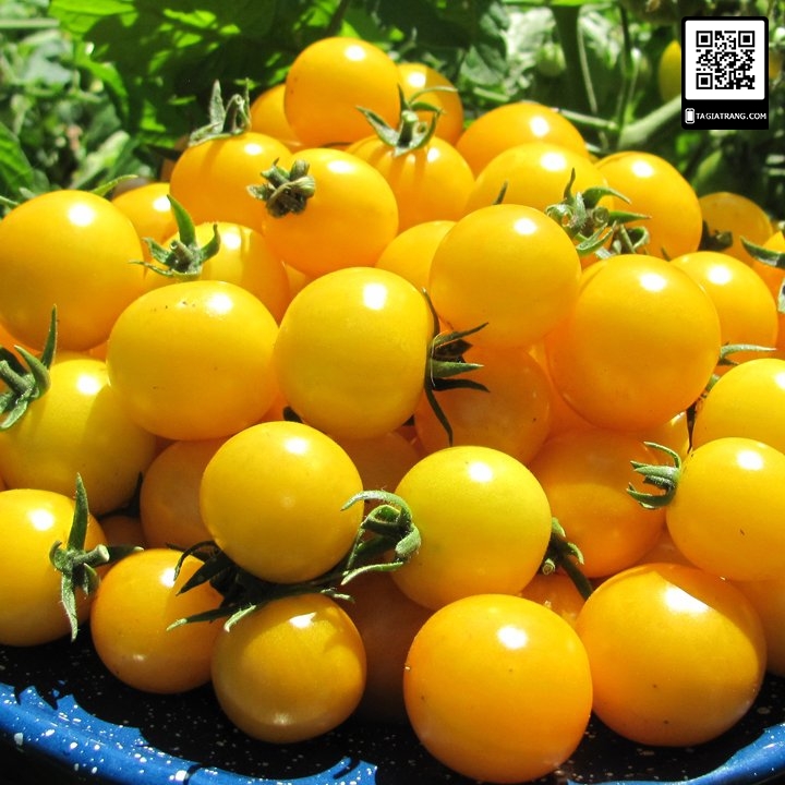 Hạt giống cà chua bi lùn vàng, sai quả - Gói 0,1g