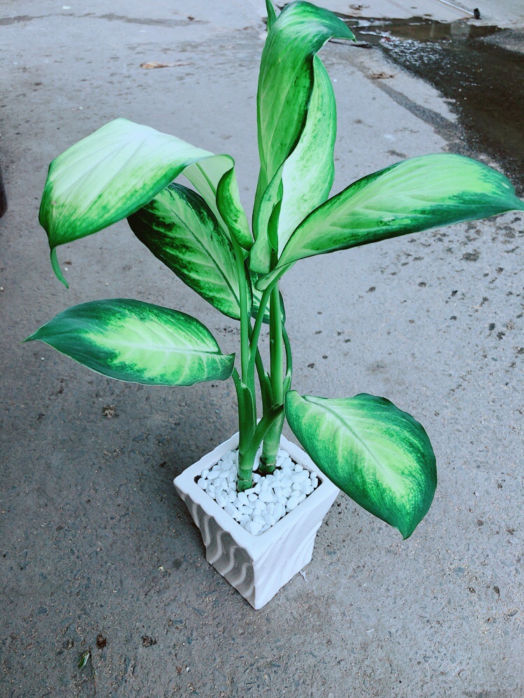 Chậu Vạn Niên Thanh