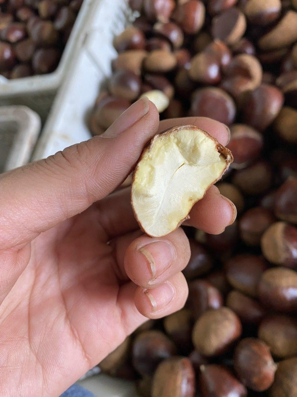 Hạt dẻ Cao Bằng 1kg