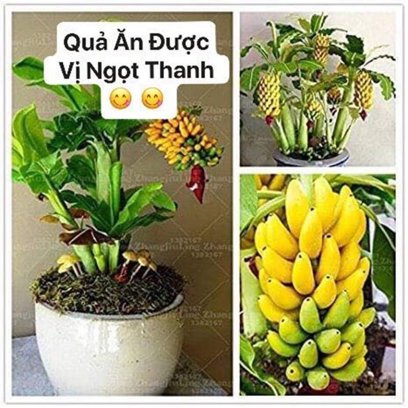 Cây giống chuối cảnh mini (có thể ăn được)