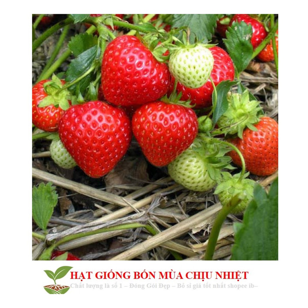HG1 GÓI 50 Hạt giống Dâu tây Nhật quả TO, siêu ngọt (50 hạt)