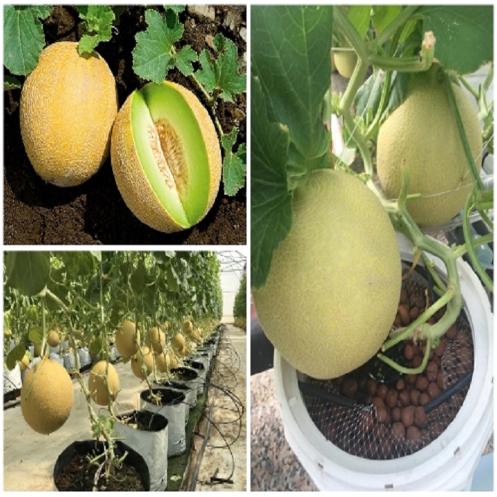 Hạt giống Dưa Lưới F1