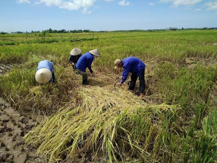 Bịch 10kg Gạo Tám Hải Hậu