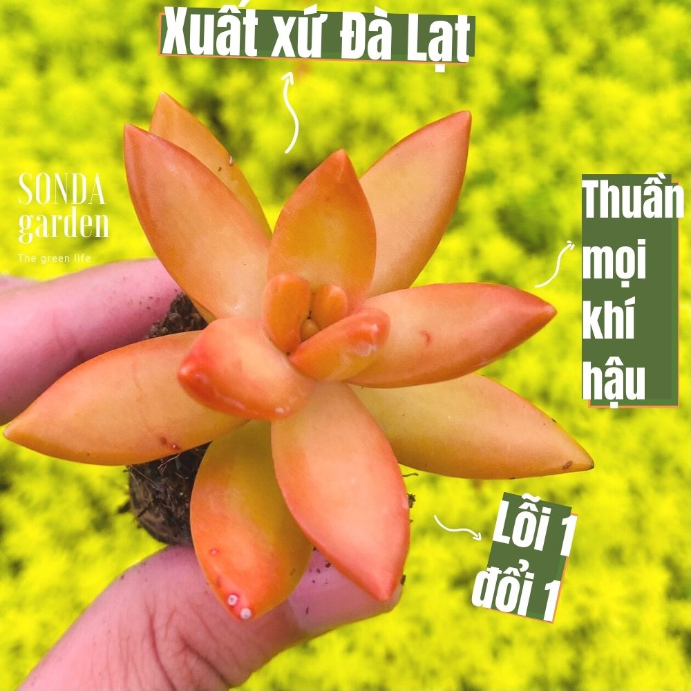 SEN ĐÁ ĐÁ CAM SIZE MINI SIÊU KHOẺ ĐẸP LỖI 1 ĐỔI 1