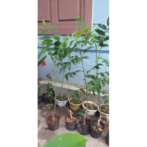 Cây óc chó+ (500g) phân thỏ hữu cơ